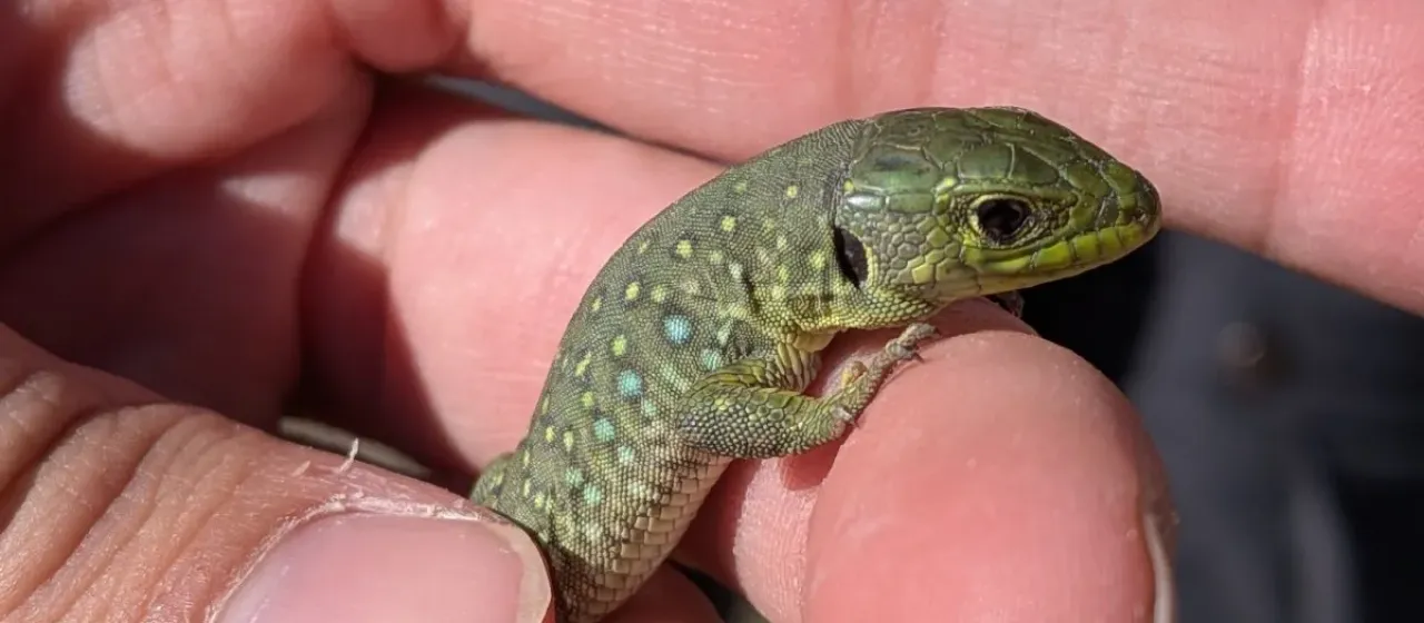 Ocellated lizard