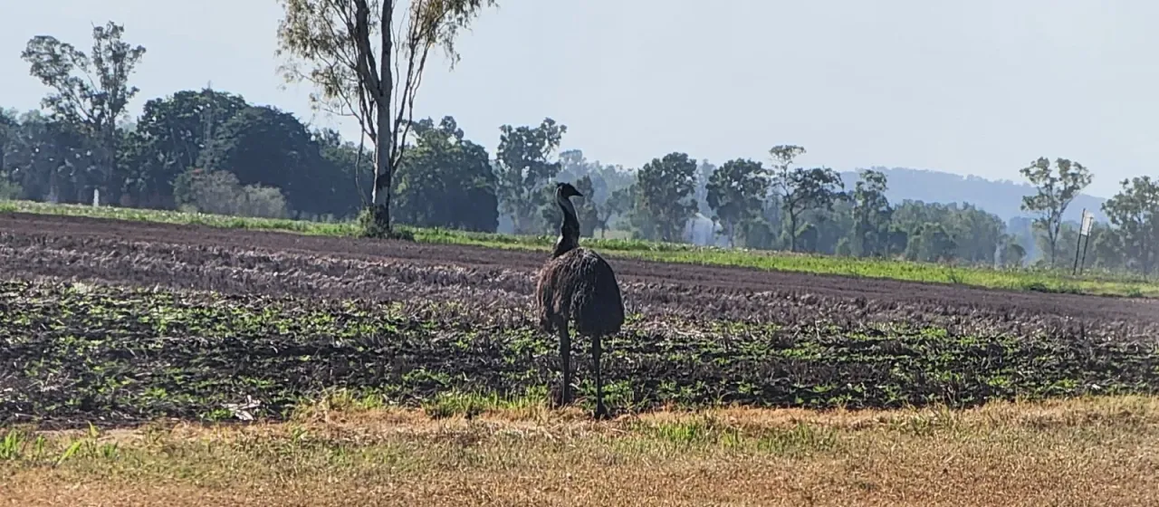Emu