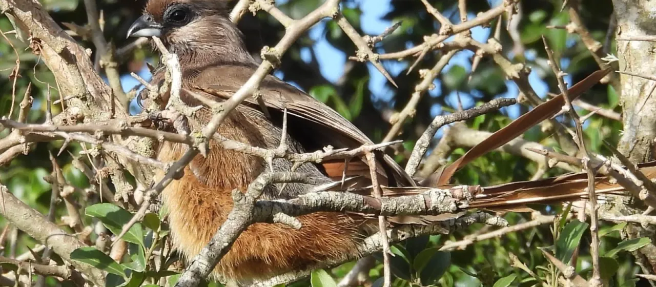 Mousebirds
