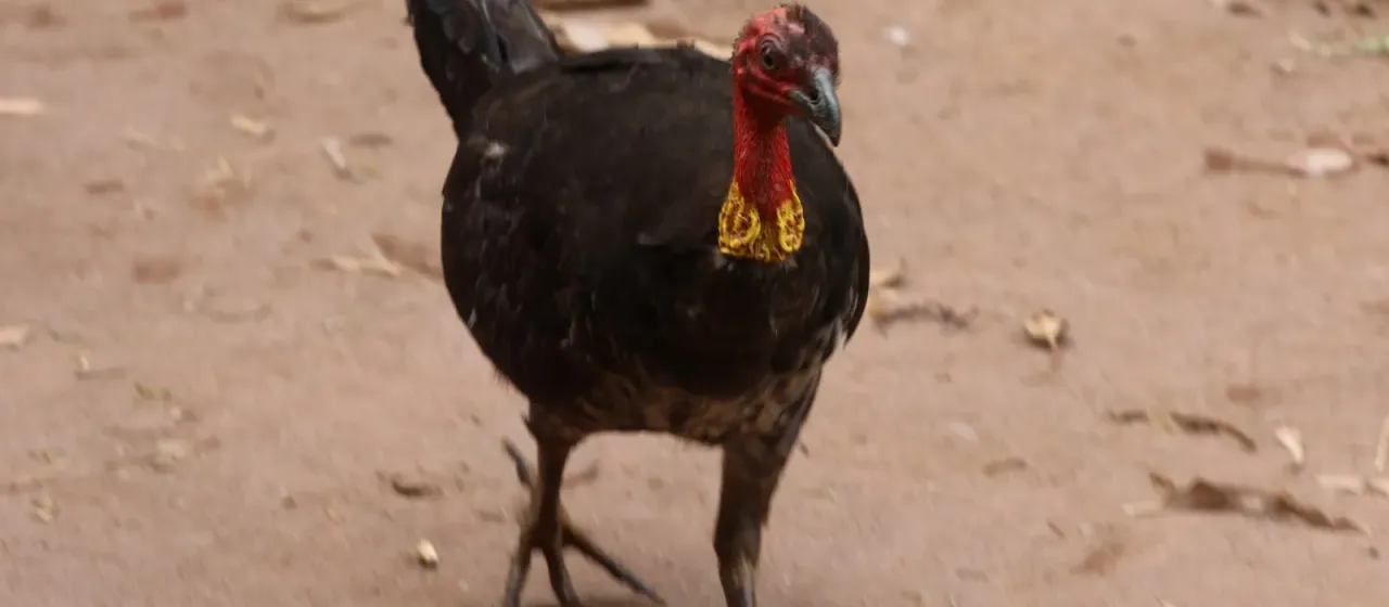 Australian brushturkey
