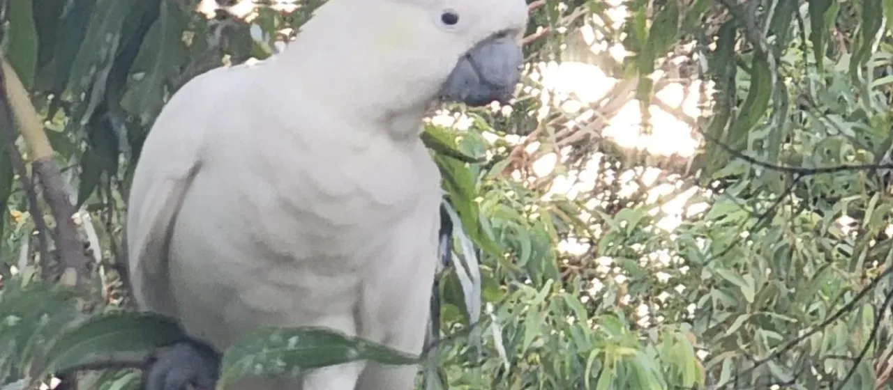 Sulphur-crested cockatoo