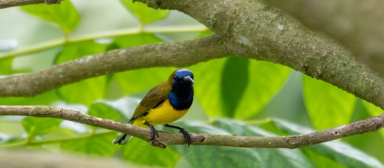 Нектарницы