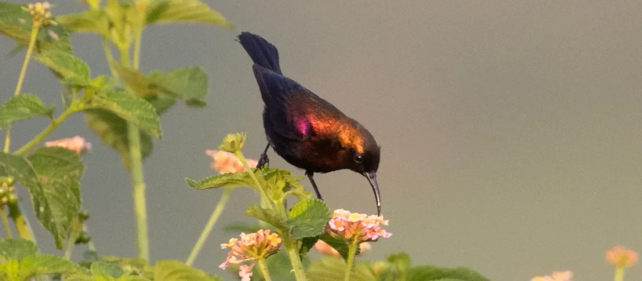 Copper sunbird