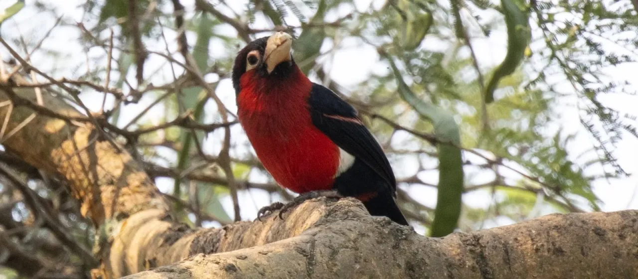 Double-toothed barbet