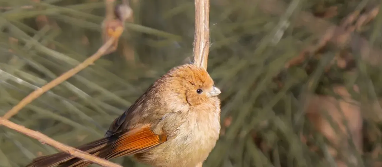 Vinous-throated parrotbill