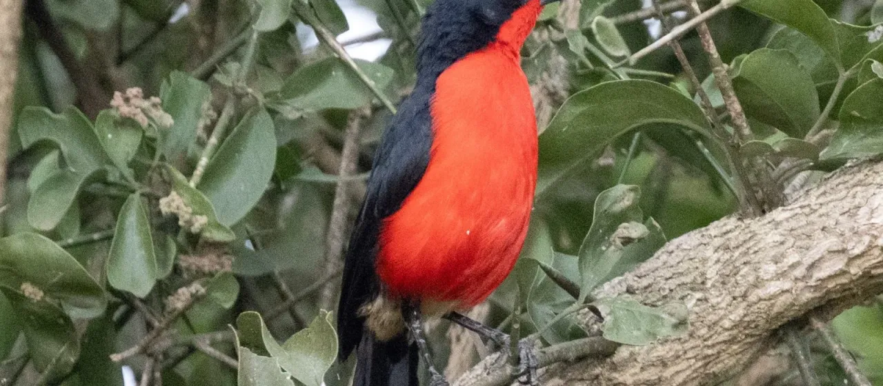 Black-headed gonolek