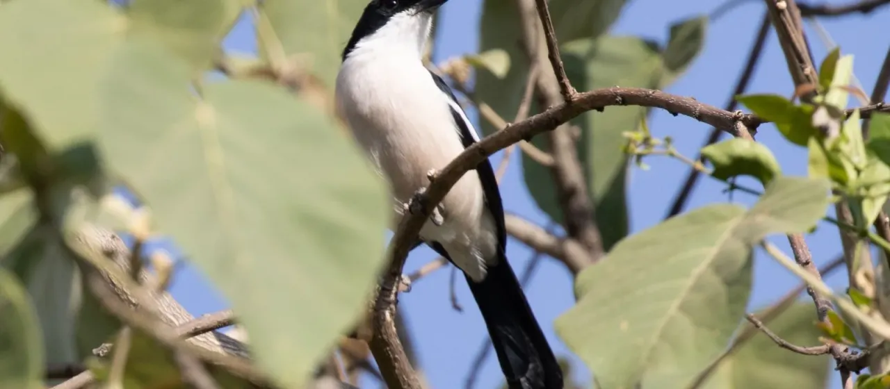 Ethiopian boubou