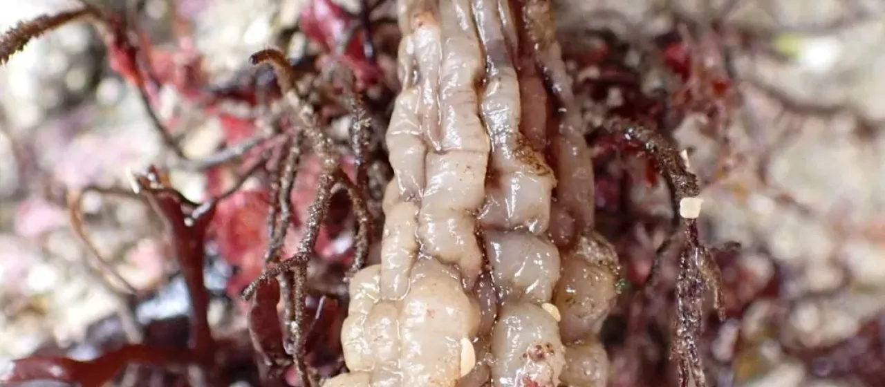 Club tunicate
