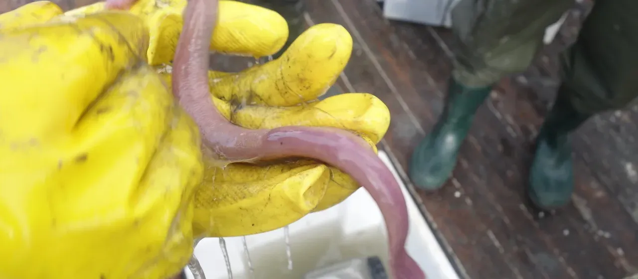 Atlantic hagfish
