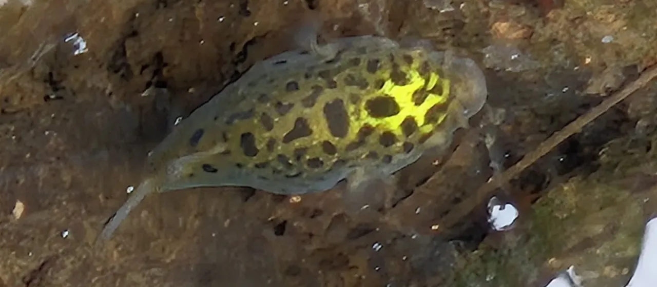 Spotted green pufferfish