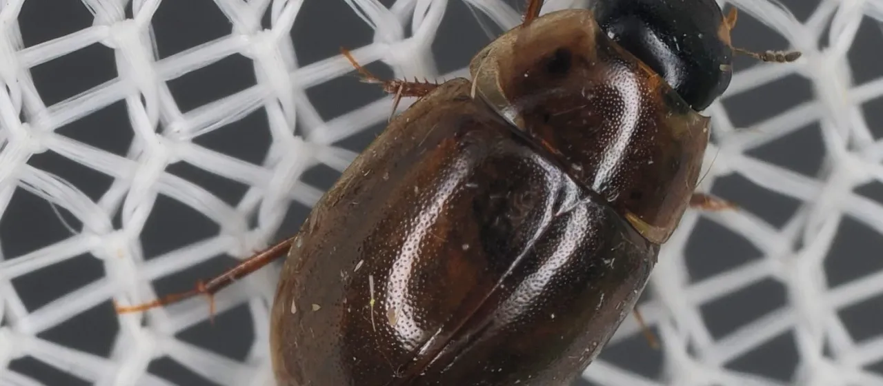 Small water scavenger beetle