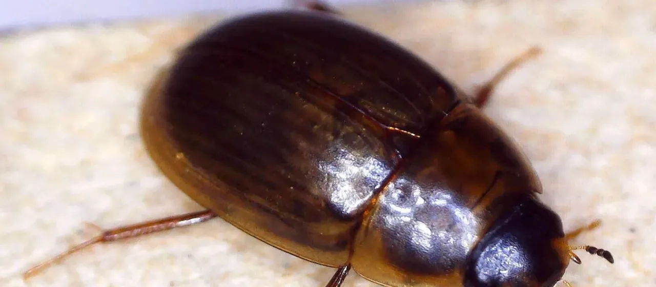 Enochrus testaceus
