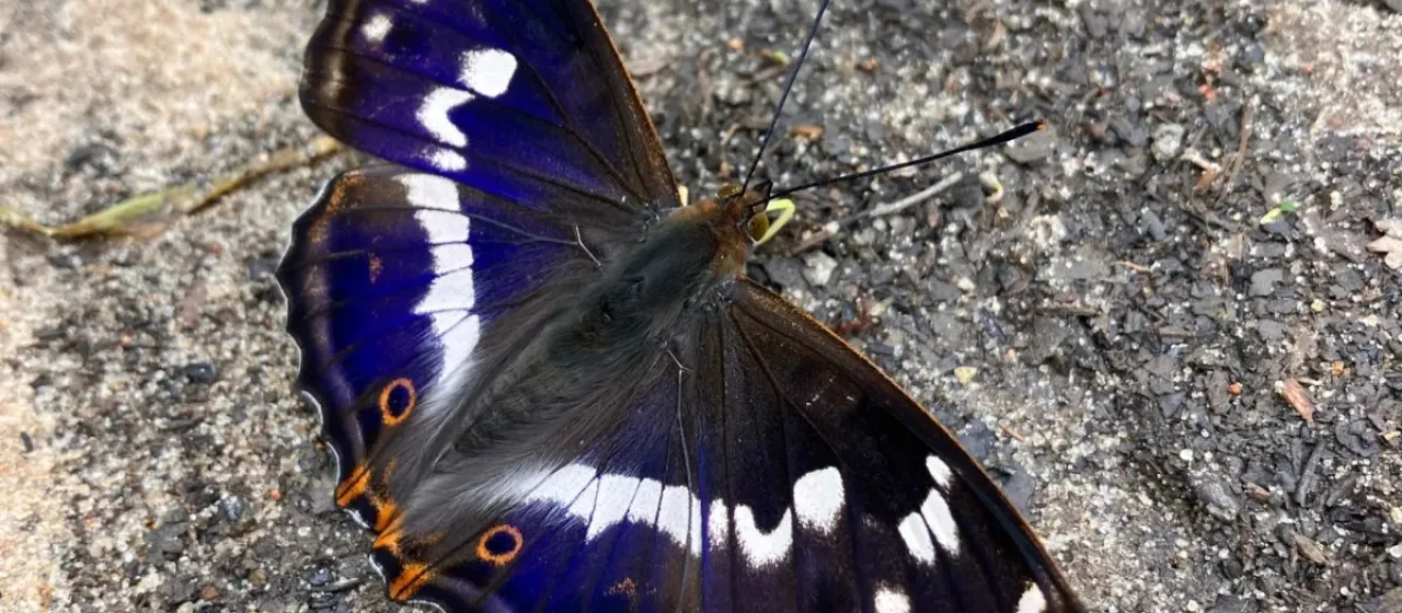 Purple emperor