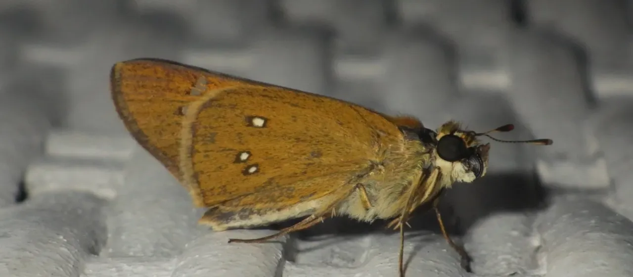 Borbo borbonica