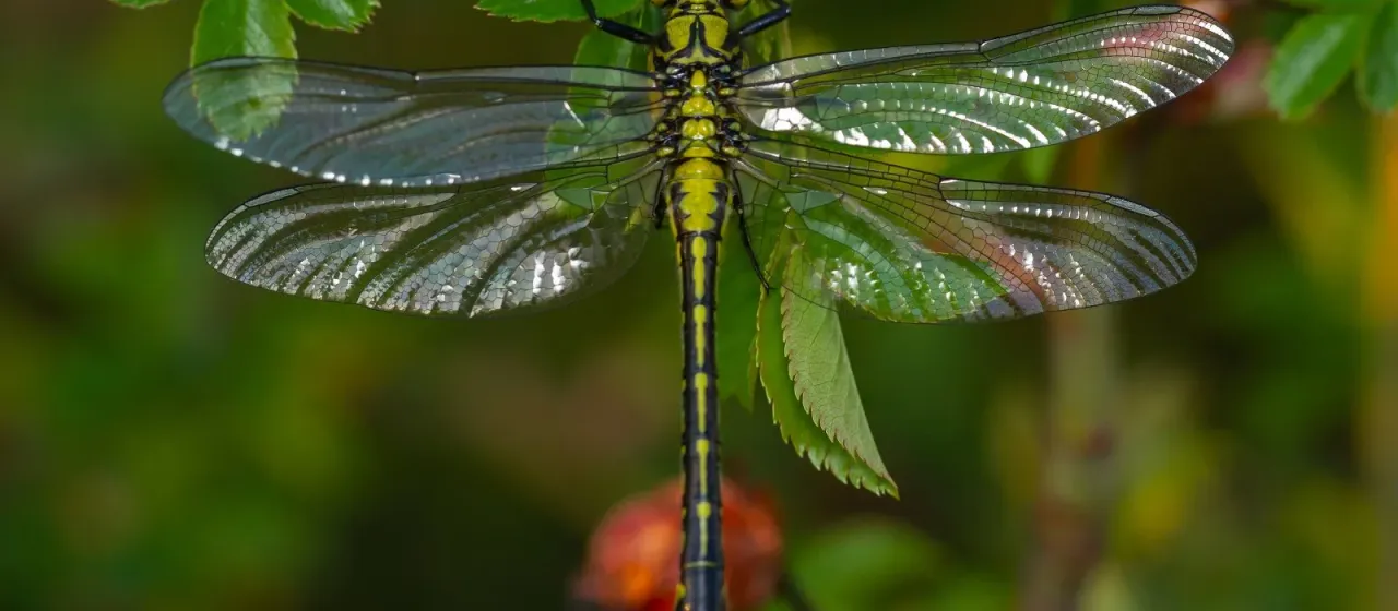 Common clubtail