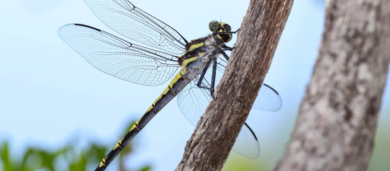 Giant dragonfly