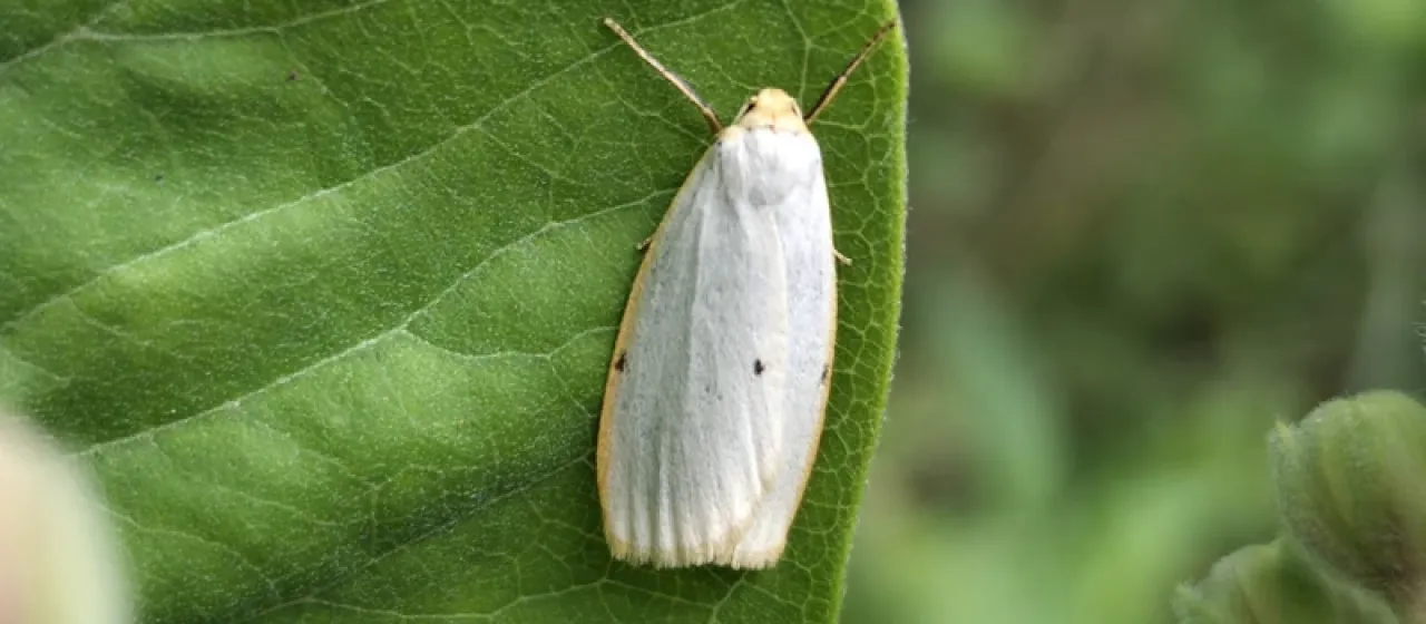 Лишайница серая