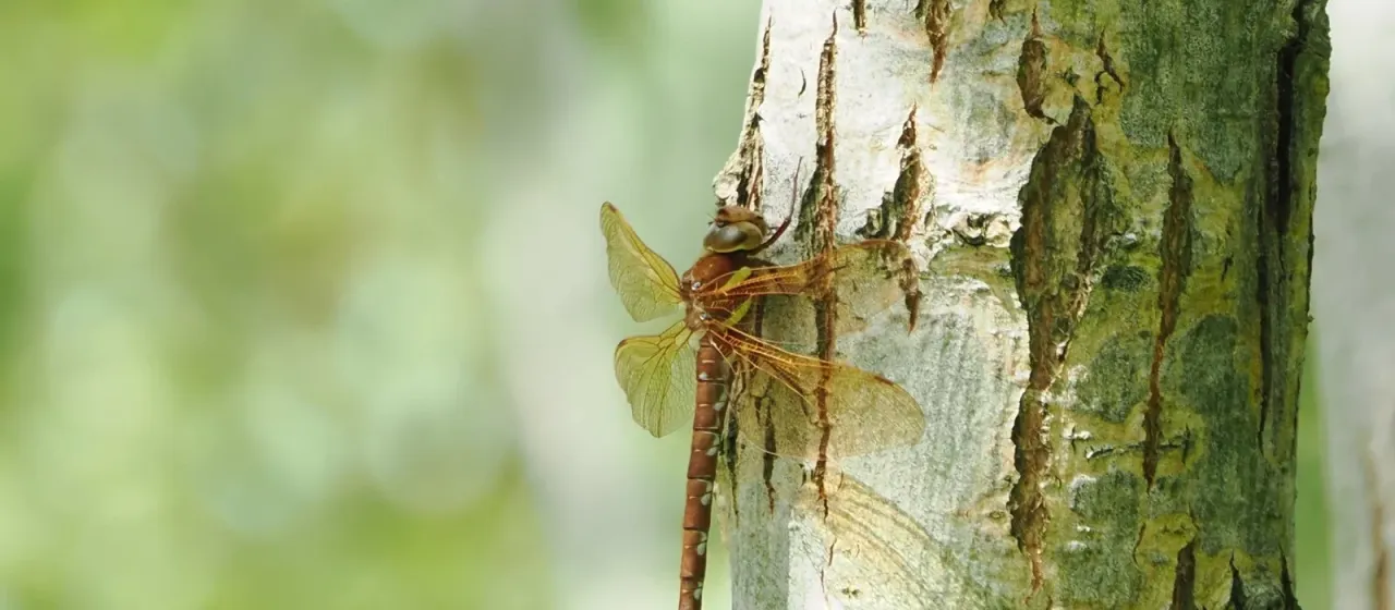 Brown hawker