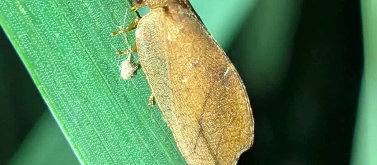 Drepanepteryx phalaenoides