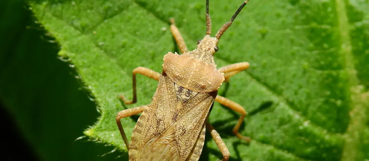 Acanonicus