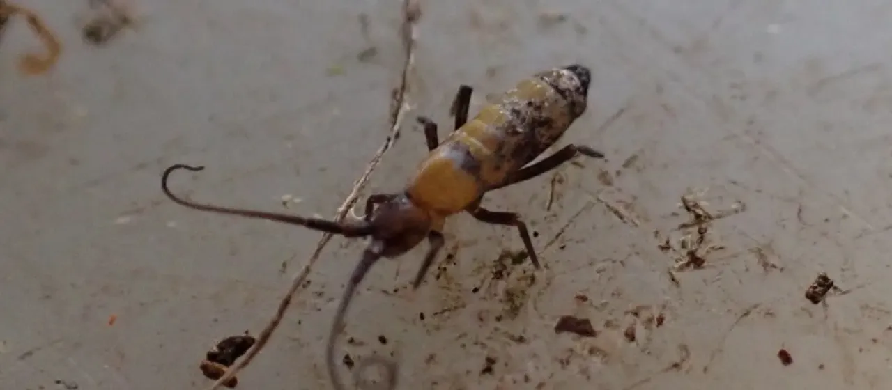Long-horned springtail