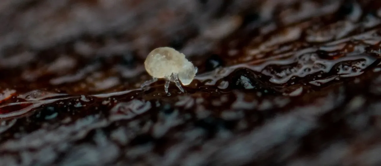 Megalothorax minimus