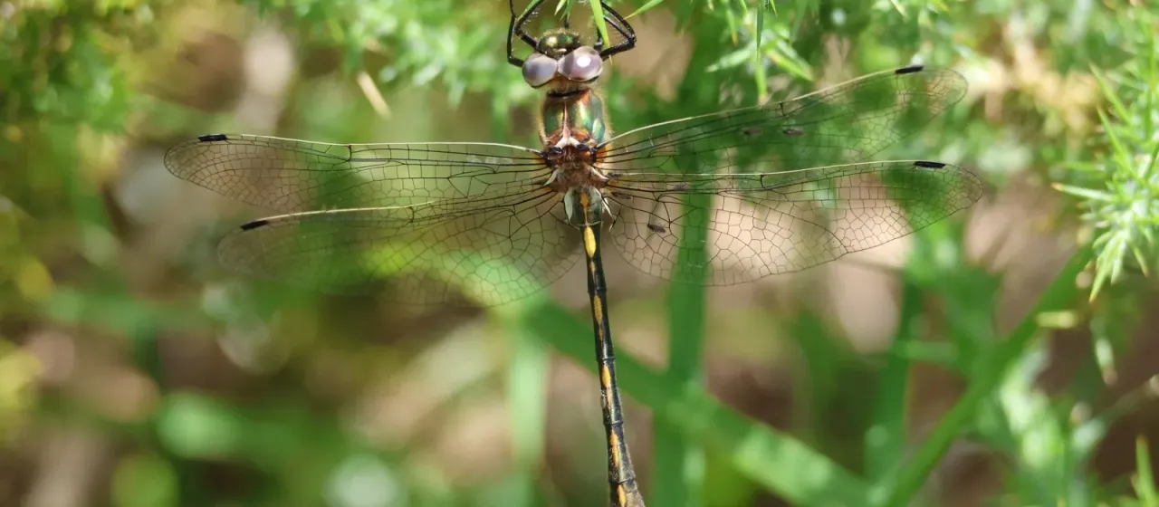 Orange-spotted emerald