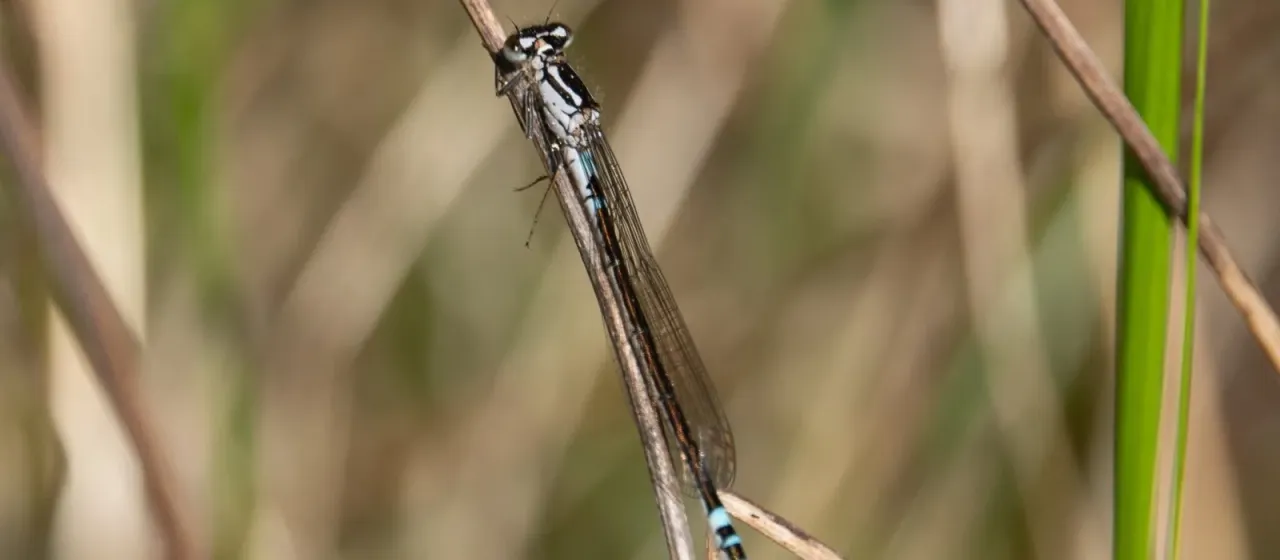 Armoured damselfly
