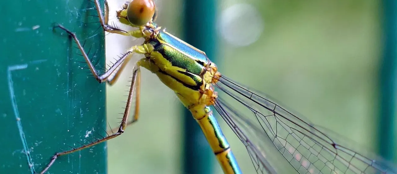 Willow emerald damselfly