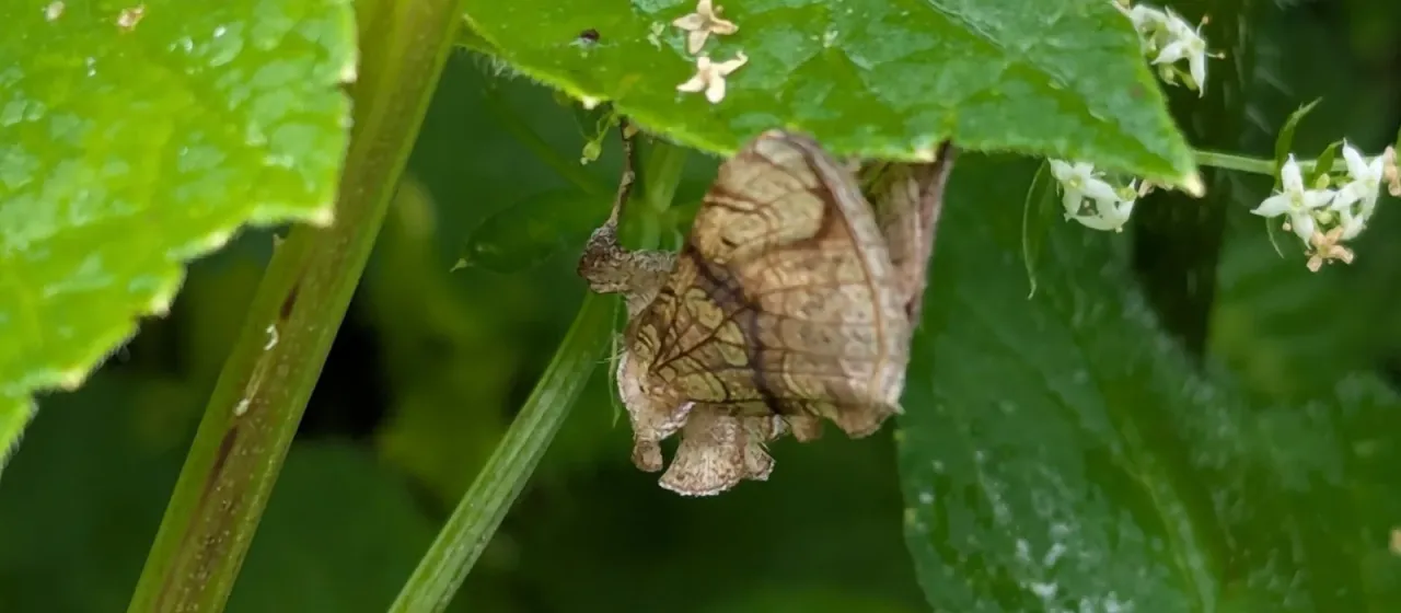 Polychrysia