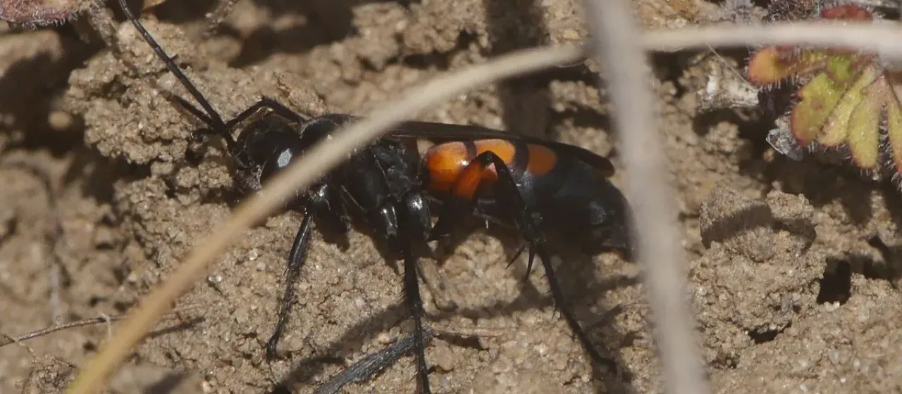 Red-bellied spider wasp