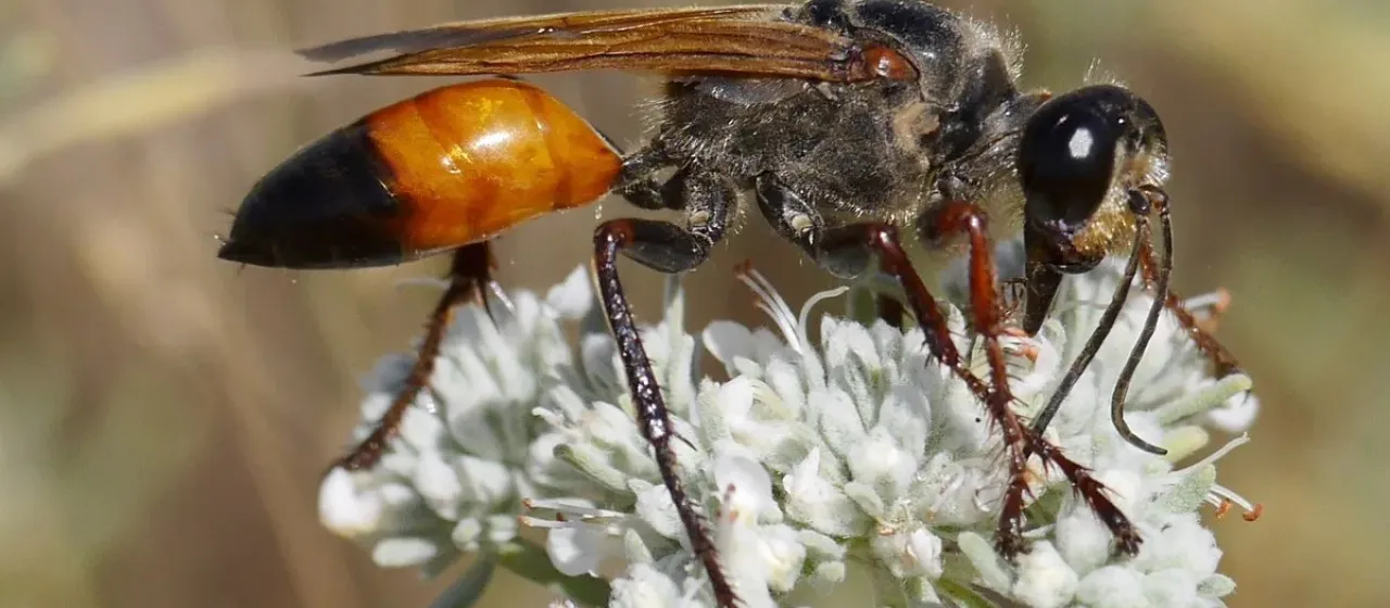 Sphex rufocinctus