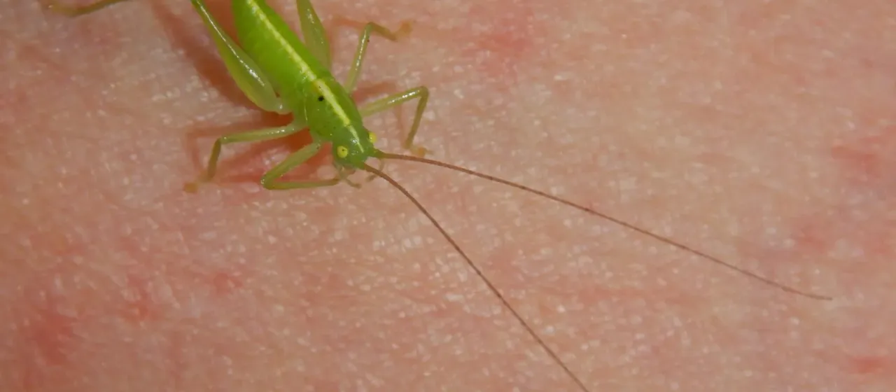 Southern oak bush-cricket