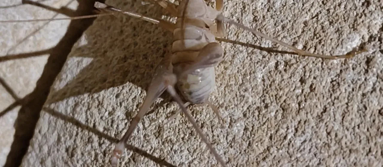 Azam's cave cricket