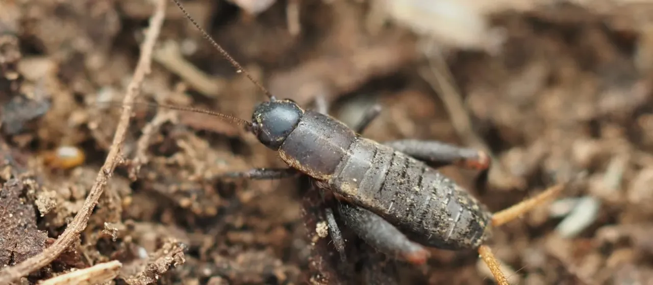 Scaly cricket