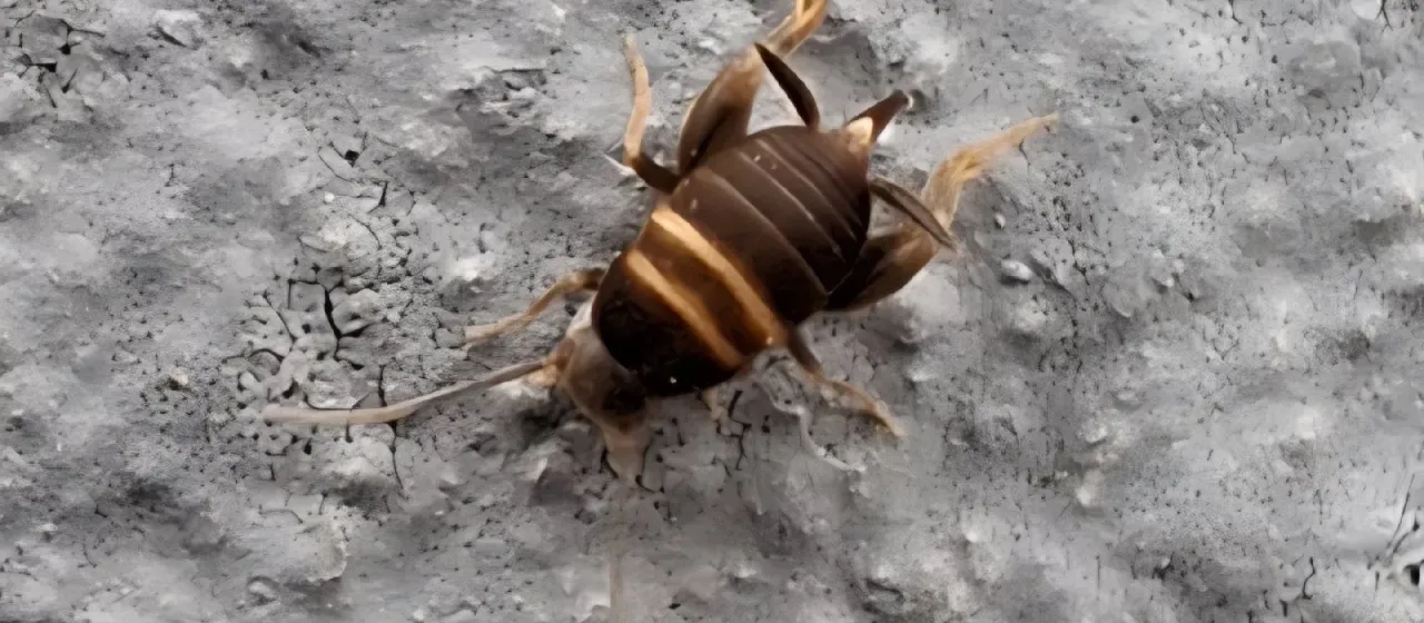 Ant cricket