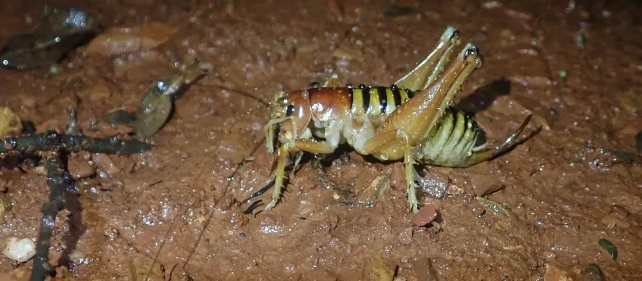 Libanasidus