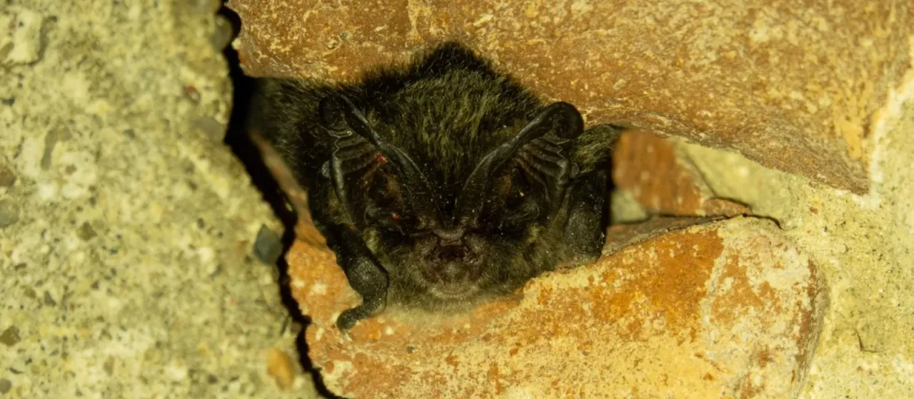 Barbastelle