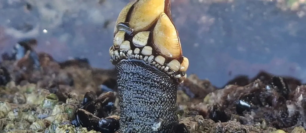 Gooseneck barnacle