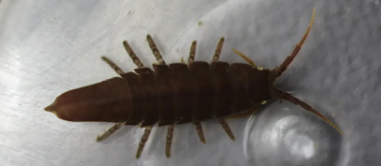 Idotea granulosa