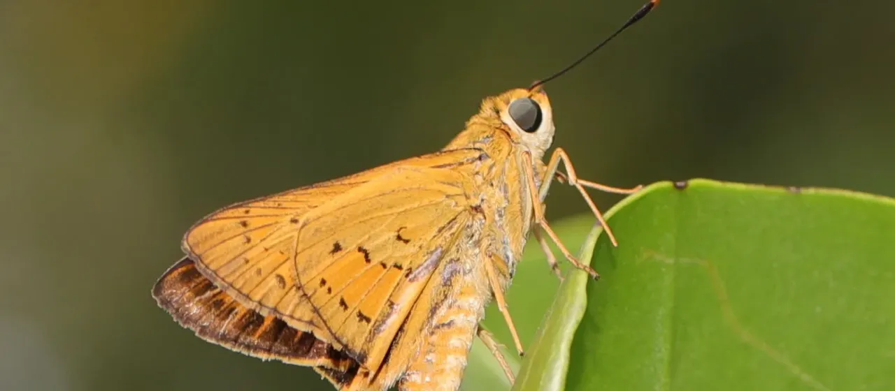 Cephrenes trichopepla