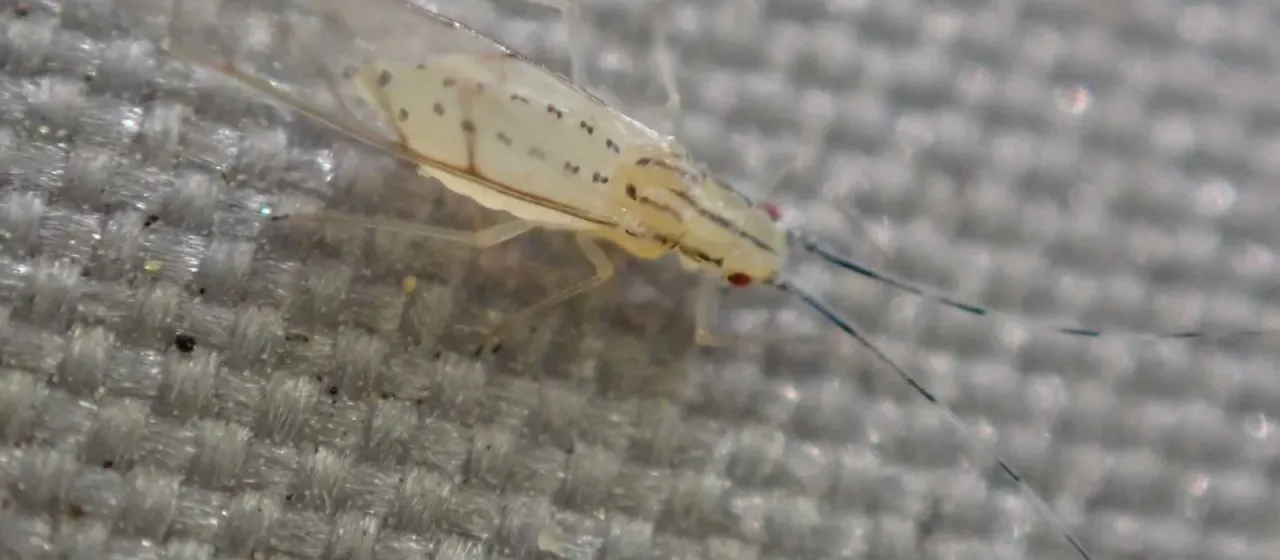 Takecallis arundinariae