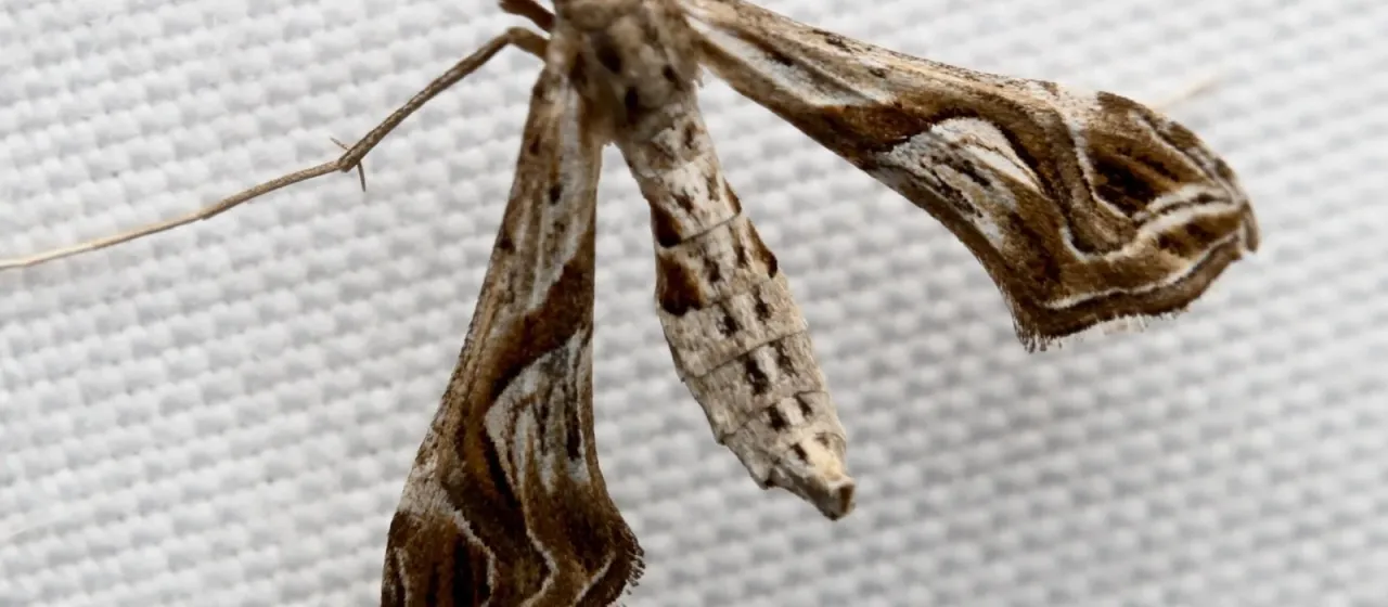 Lineodes integra