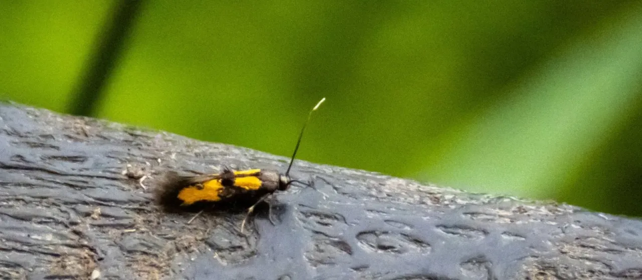 Willow bark moth