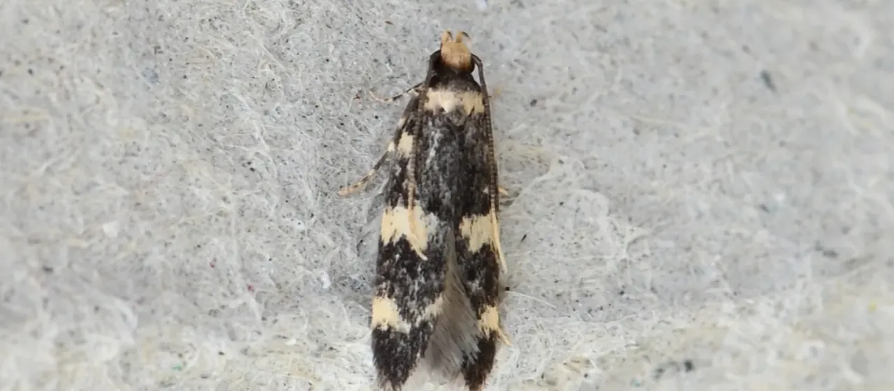 Oegoconia