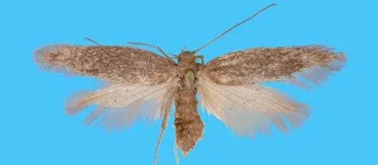 Amphisbatis incongruella