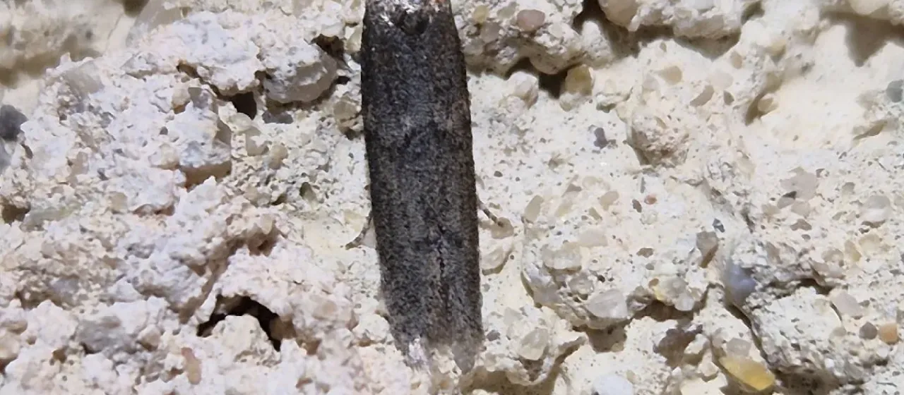 Blastobasis phycidella