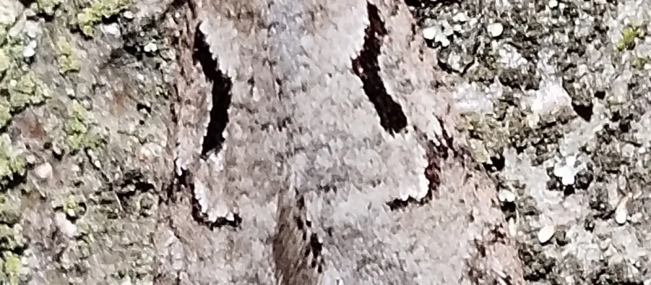 Semioscopis steinkellneriana