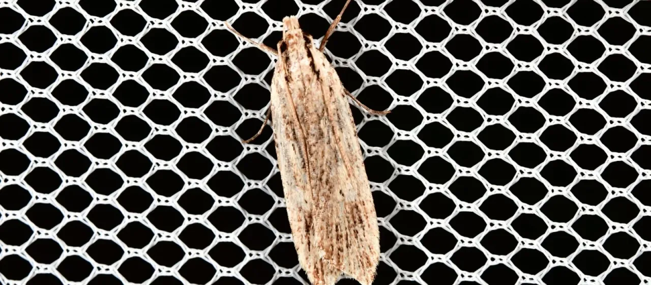 Anisoplaca ptyoptera