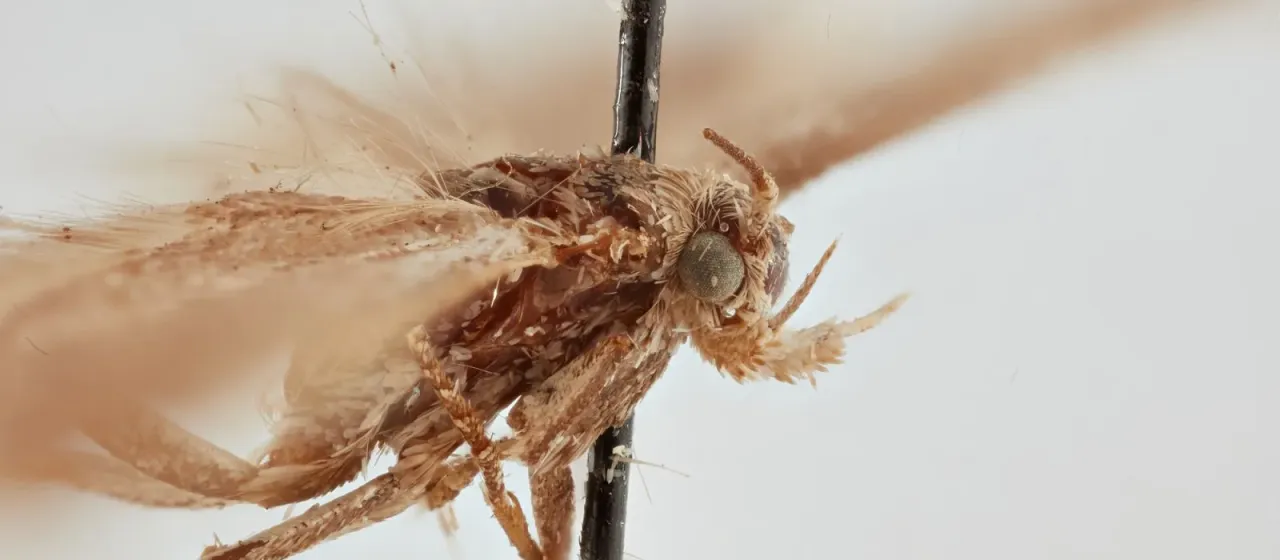 Scrobipalpopsis petasitis